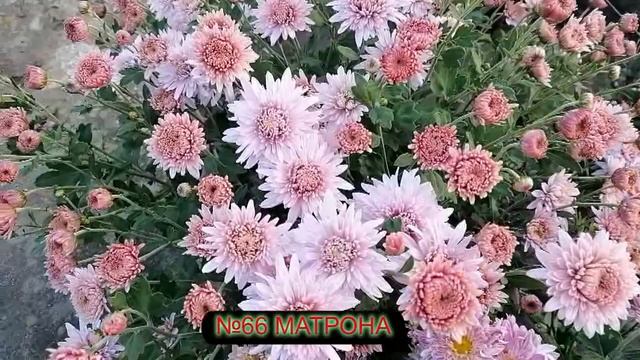 Хризантема корейская Обзор цветения 4 10 23 г Отправка маточников почтой России смотреть онлайн
