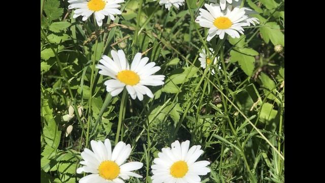 П.И. Чайковский . Вальс цветов смотреть онлайн