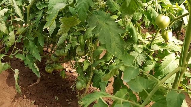 Проблемы в выращивании тепличных томатов. Способы их решения. смотреть онлайн