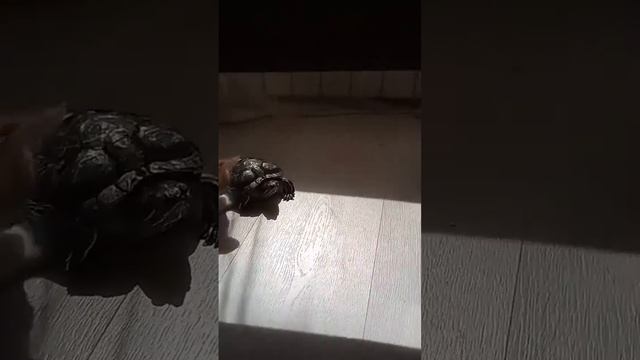 котята часть 4 смотреть онлайн