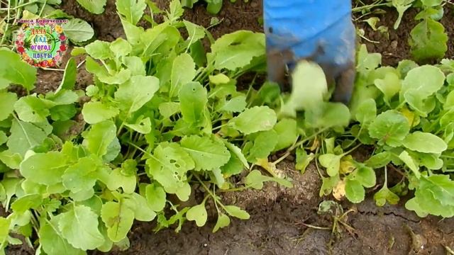 КАК ЭТО ПОНИМАТЬ: ВЫКОПАЛИ ЗИМНИЙ ЛУК? НОВИНКИ НОВЫХ ПЕРСПЕКТИВНЫХ СОРТОВ ЛУКА смотреть онлайн