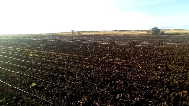 орошение капельной лентой смотреть онлайн