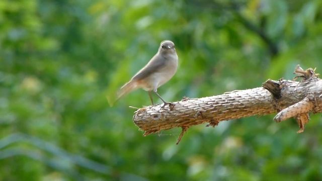Bird with Panasonic FZ100 Full HD 1080i смотреть онлайн