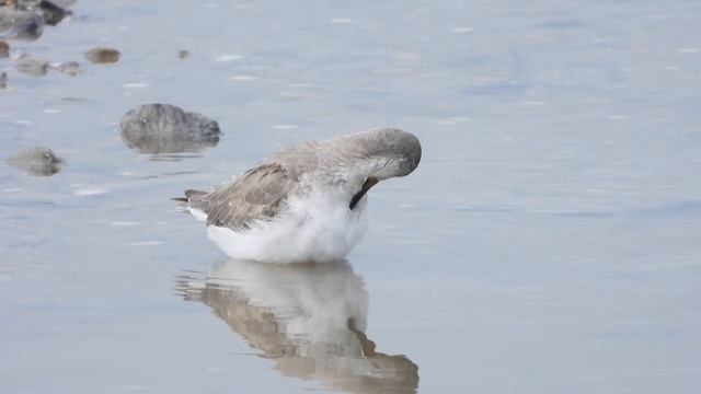 Terek Sandpiper (Xenus cinereus) смотреть онлайн