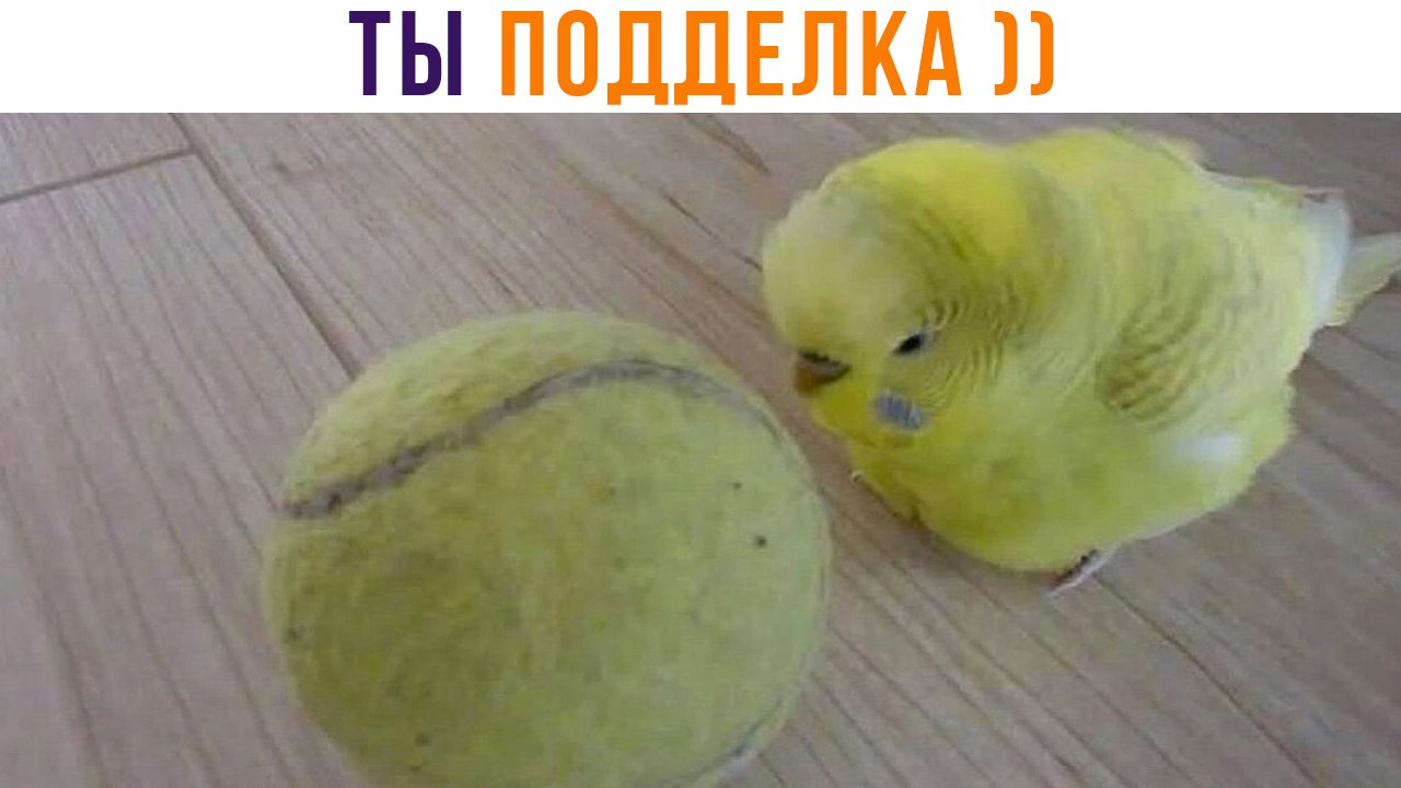 ПОДДЕЛЬНЫЙ ПАПУГ! ))) | Приколы | Мемозг 1315 смотреть онлайн