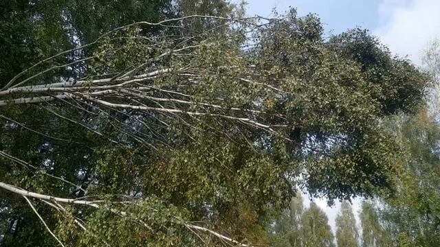 Символ берёза. Что это за символ. И что она приносит. смотреть онлайн