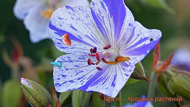 Герань луговая Сплиш Сплэш (geranium pratense) ? обзор: как сажать, рассада герани Сплиш Сплэш смотреть онлайн