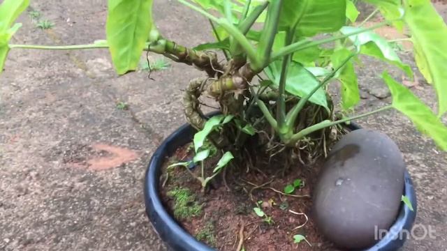 Bonsai Idea Syngonium Podophyllum Green / Arrowhead plant смотреть онлайн