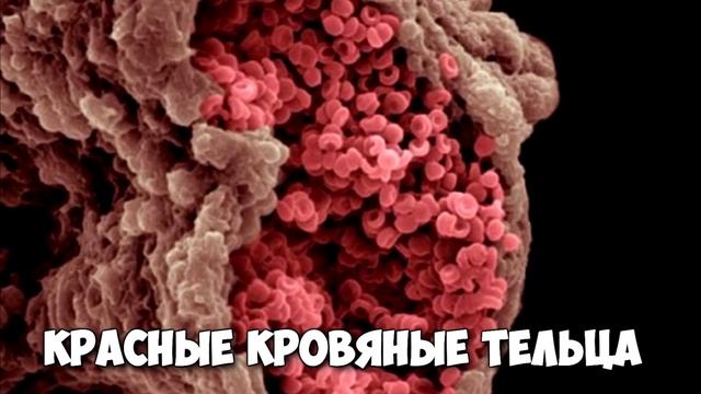 УГАДАЙ ЧТО ЭТО? ПРЕДМЕТЫ ПОД МИКРОСКОПОМ смотреть онлайн