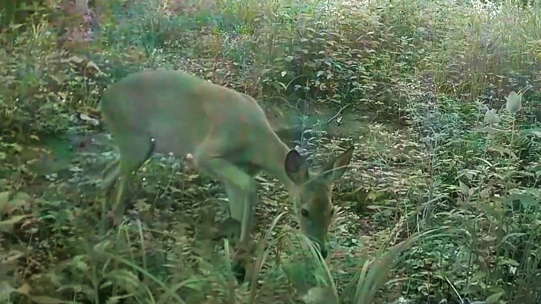 КОСУЛИ смотреть онлайн