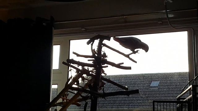 African grey chico telling herself off and spinning or her branches.lol
