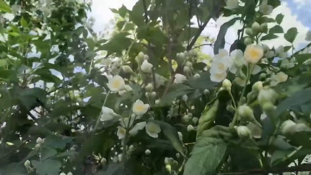 Букет из того, что было (июнь). June’s Garden Flowers. смотреть онлайн