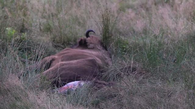 Рождение зубра смотреть онлайн