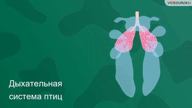 Учителю биологии. Видеоурок "Класс Птицы" смотреть онлайн
