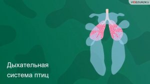 Учителю биологии. Видеоурок "Класс Птицы"