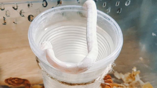 Трех месячные маисовые полозы... жрать не хочет а огрессию проявляет! Шалун..))) смотреть онлайн