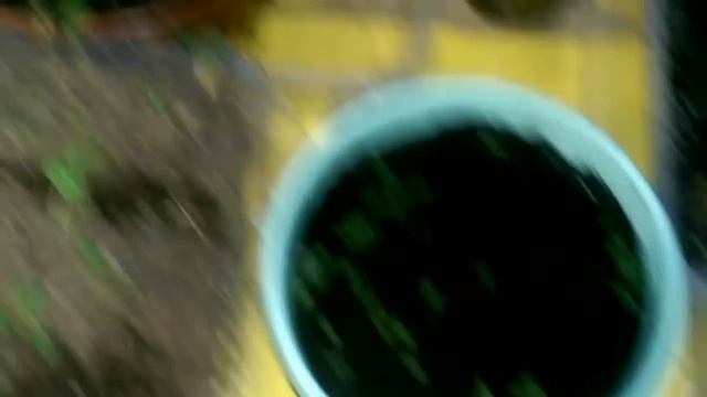 Всходы семян огурцов и дынь, пророщенных в "самокрутках" 25.04.17 смотреть онлайн