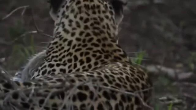 Медоед отморозок животного мира!!! ЧЕМПИОН ПО ММА СРЕДИ ЖИВОТНЫХ!!! смотреть онлайн