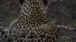 Медоед отморозок животного мира!!! ЧЕМПИОН ПО ММА СРЕДИ ЖИВОТНЫХ!!!