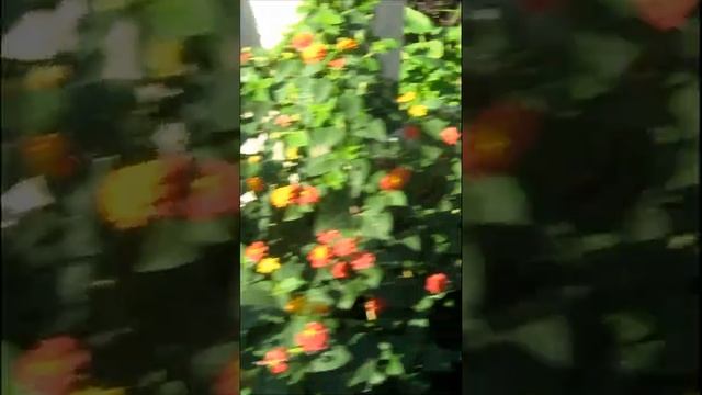 Бабочка бражник летает над цветами в ноябре. Пераст, Черногория. смотреть онлайн