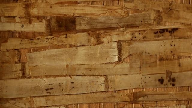 BAMBOO - The Industry Of The Future, Now