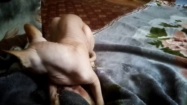 Что делать, если твой кот дебил? смотреть онлайн