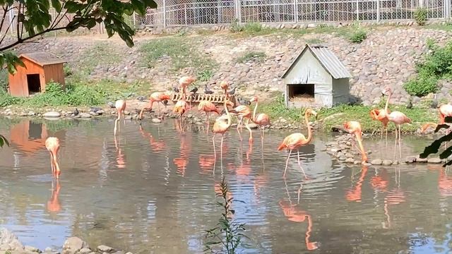 Розовые фламинго в зоопарке Алматы. смотреть онлайн