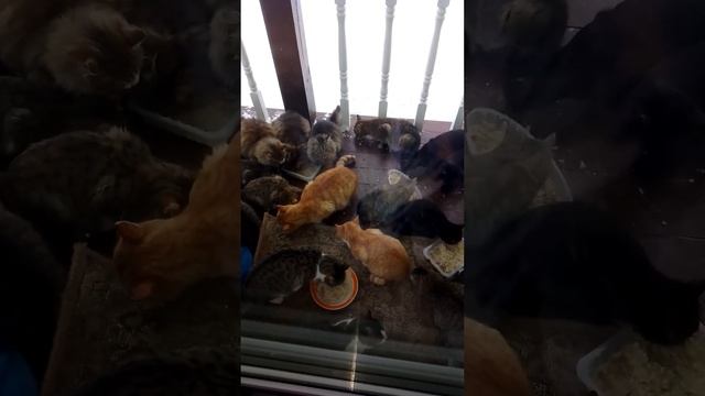 Даёшь каждой кошке хозяина! смотреть онлайн