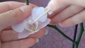 Как опылить орхидею в домашних условиях