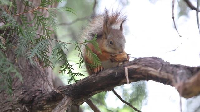 Белка песенки поет да орешки все грызет! смотреть онлайн