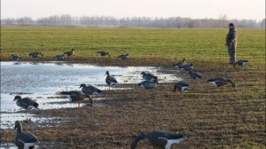 ? КАК ОХОТИТЬСЯ НА ГУСЯ ВЕСНОЙ?