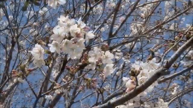 Сакура распускается