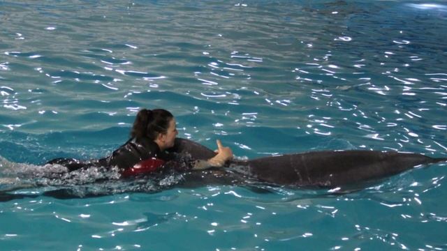 Добрые Дельфины)