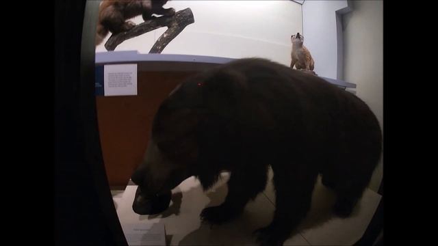 Visita al Natural History Museum di Londra смотреть онлайн