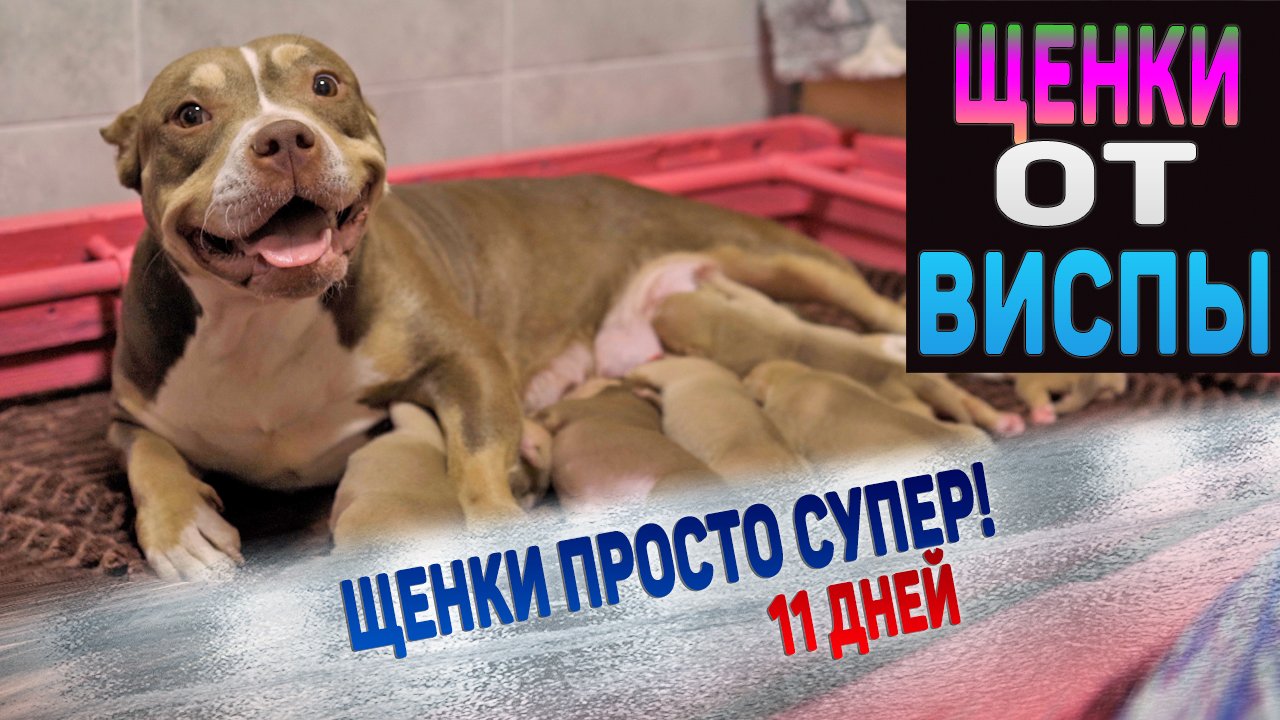 Щенки породы Американский Булли. Какие они в 11 дней? Рассматриваем 7 маленьких щенков Виспы и Голда смотреть онлайн