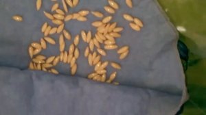 ПРОРАЩИВАНИЕ СЕМЯН ОГУРЦОВ НА РАССАДУ в Салфетке