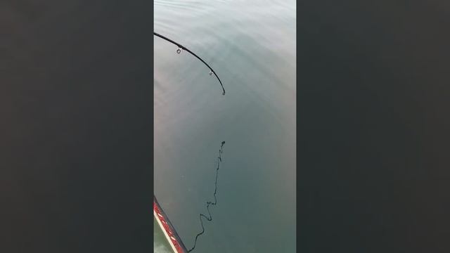 Рыбалка на Сахалине в Стародубске поймали рыбу собаку. смотреть онлайн