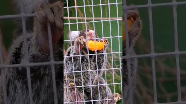 Самая маленькая обезьянка в мире ! ? #shorts