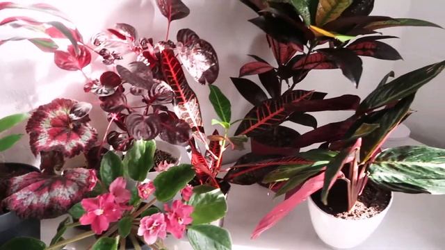 Комнатные растения с красными листьями Моя коллекция цветов смотреть онлайн