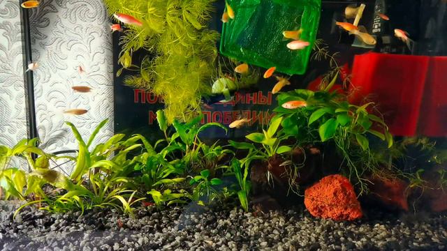 Нерест Данио GLOfish ( мягкая вода)