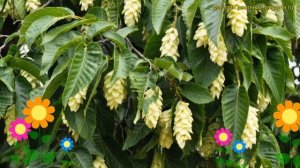 Граб обыкновенный обыкновенный Марья Финдлинг на штамбе. Краткий обзор