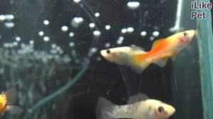 Аквариумная рыбка моллинезия. Особенности. Уход.