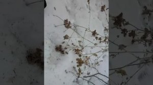 Установка петель и капкана на лису и карсака