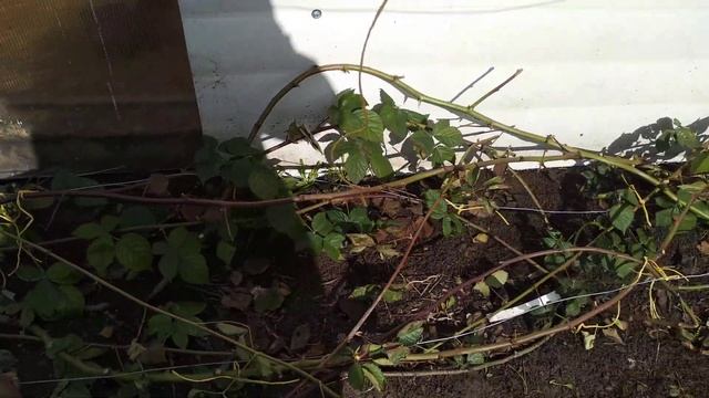 Как перезимовала ежевика в Ленинградской области.