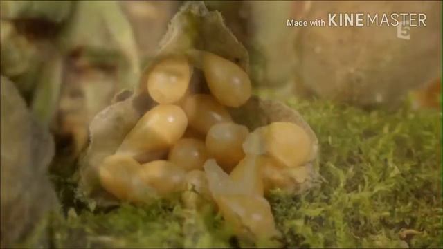 "Аллилуйя-песнь весны."/ стихи Ксении Павленко смотреть онлайн