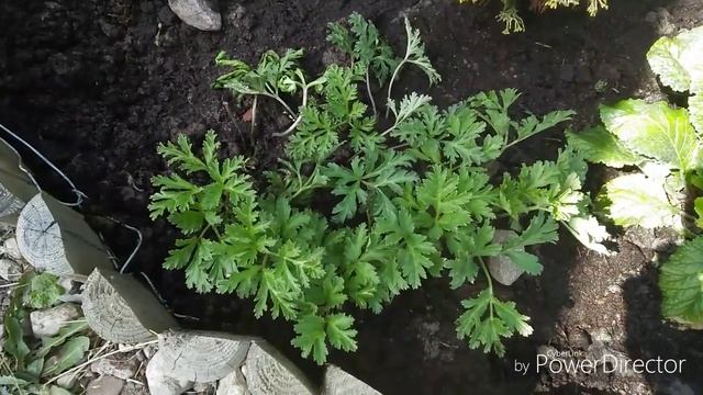 Колеус.Эустома. Обзор растений. Дача 12.06.2019 г. смотреть онлайн