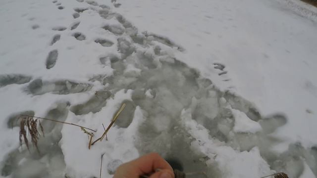Рыбалка в псковской области. Жерлицы на щуку. смотреть онлайн