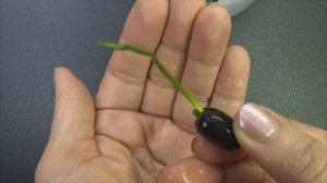 Как вырастить лотос из семян - Посадка лотоса