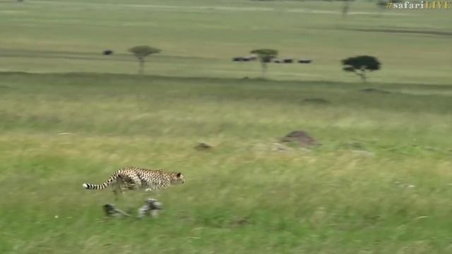 Cheetah chases down her dinner! смотреть онлайн