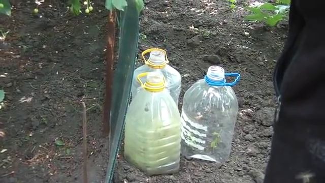 укрытие на зиму черенков роз. смотреть онлайн